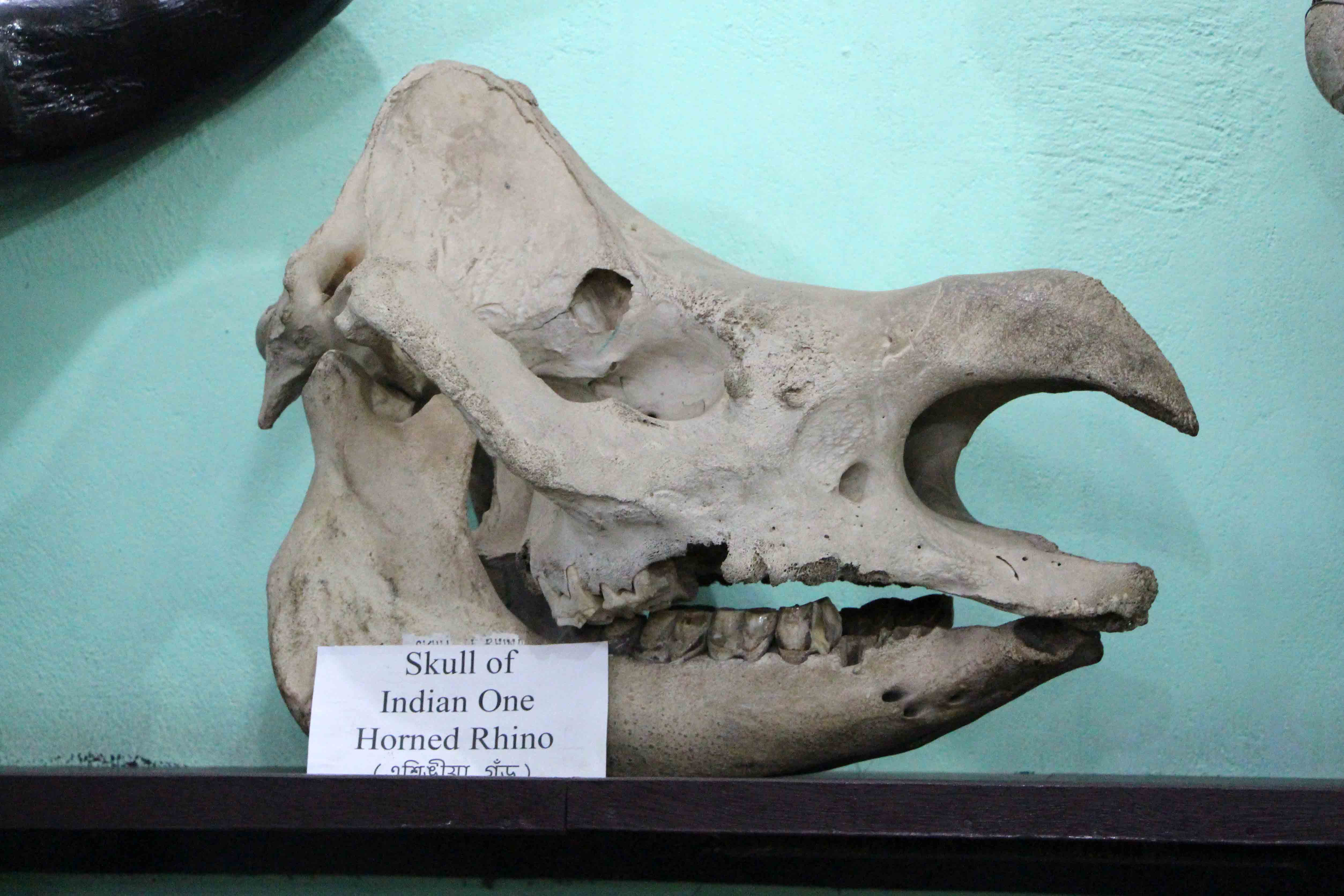 An image of the skull of an Indian One Horned Rhinoceros An image of the skull of an Indian One Horned Rhinoceros