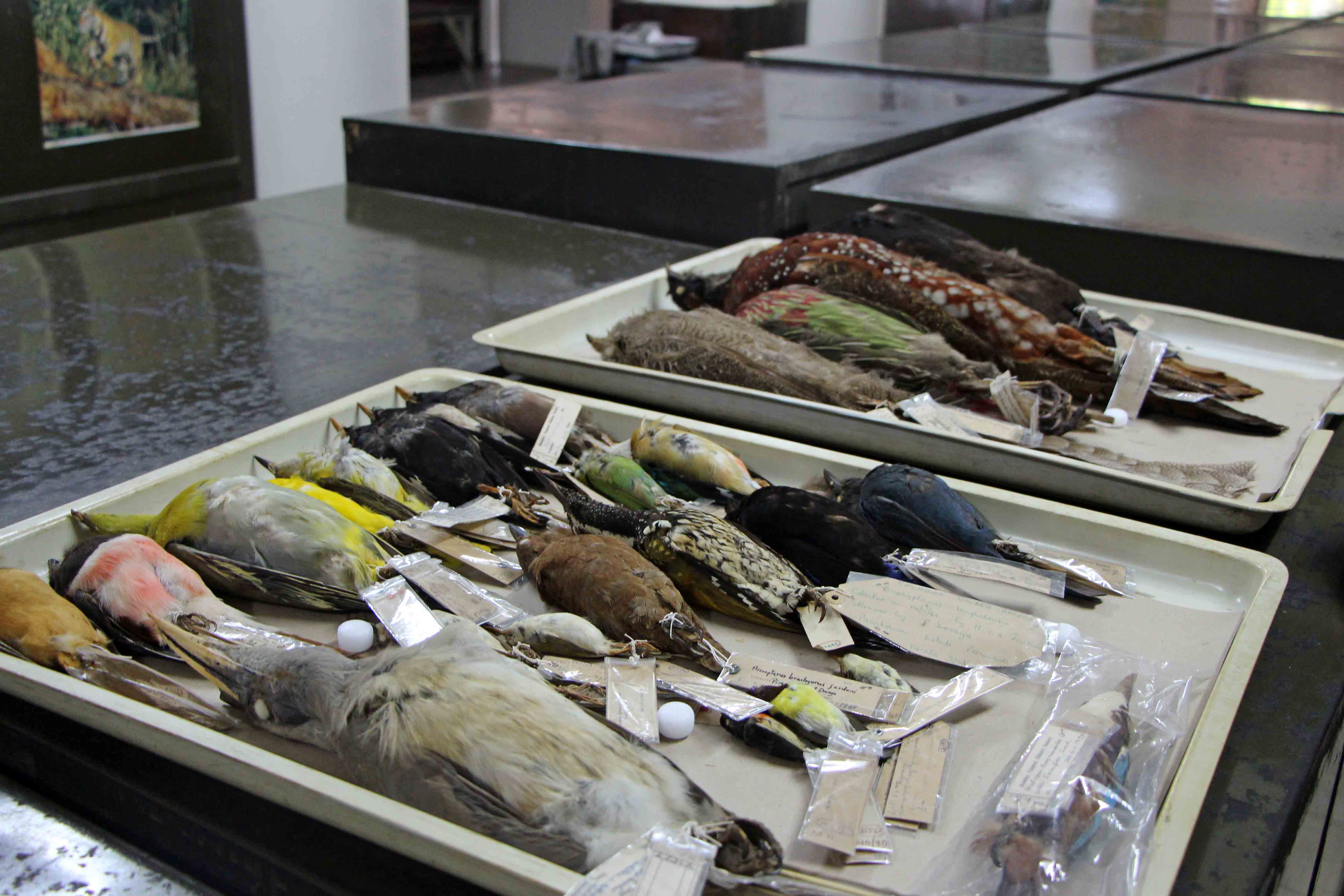 A variety of taxidermically preserved species of birds A variety of taxidermically preserved species of birds