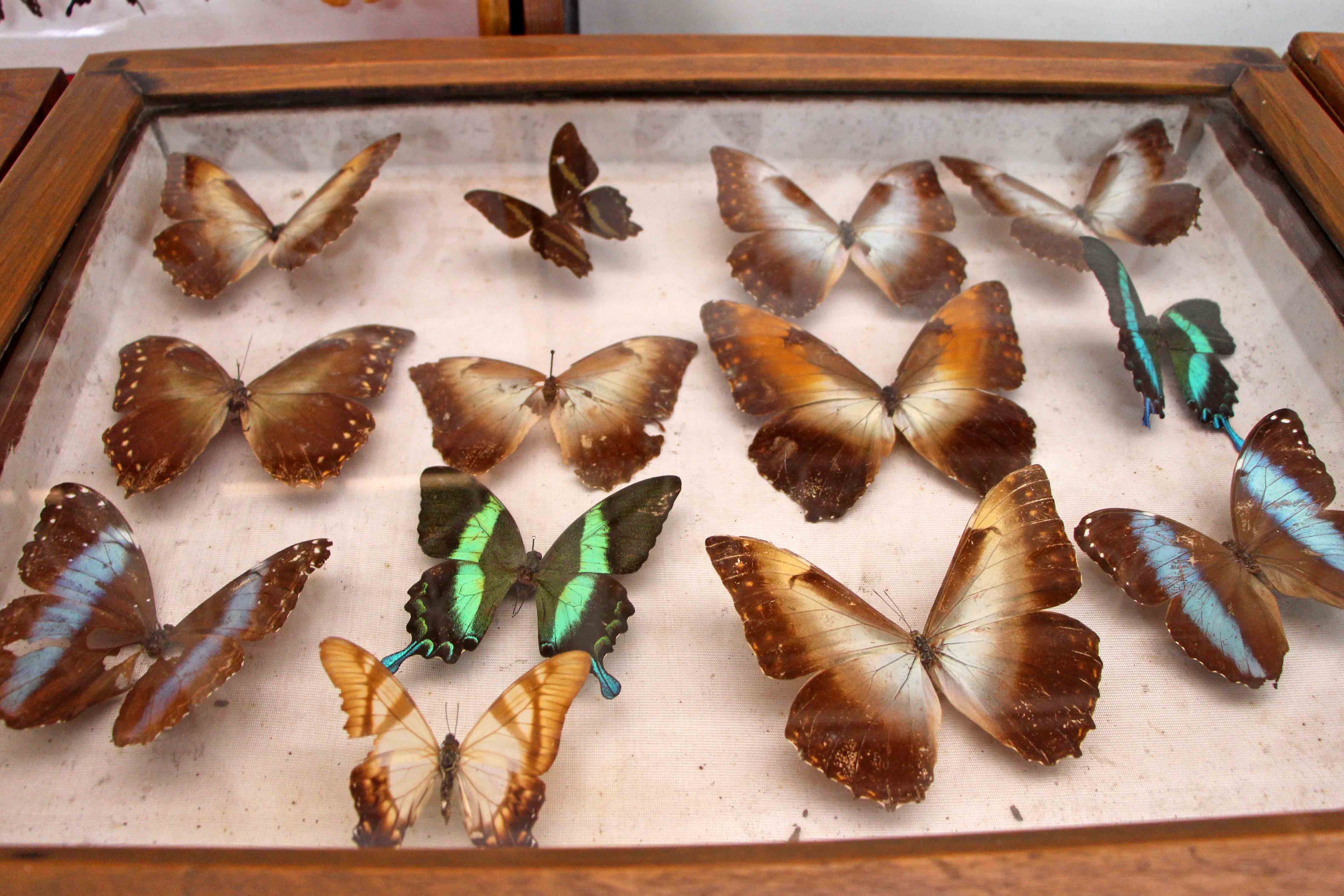 Display of colourful butterflies at the Wankhar Entomology Museum Display of colourful butterflies at the Wankhar Entomology Museum
