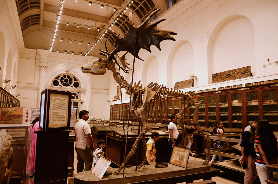 A display of a skeletal figure in the interior of the museum Indian Museum